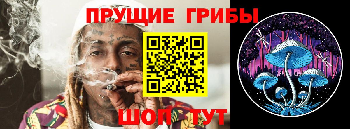 Псилоцибиновые грибы Psilocybe Зима